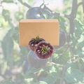 Caja de tomate Umami 5003 – 5 kg