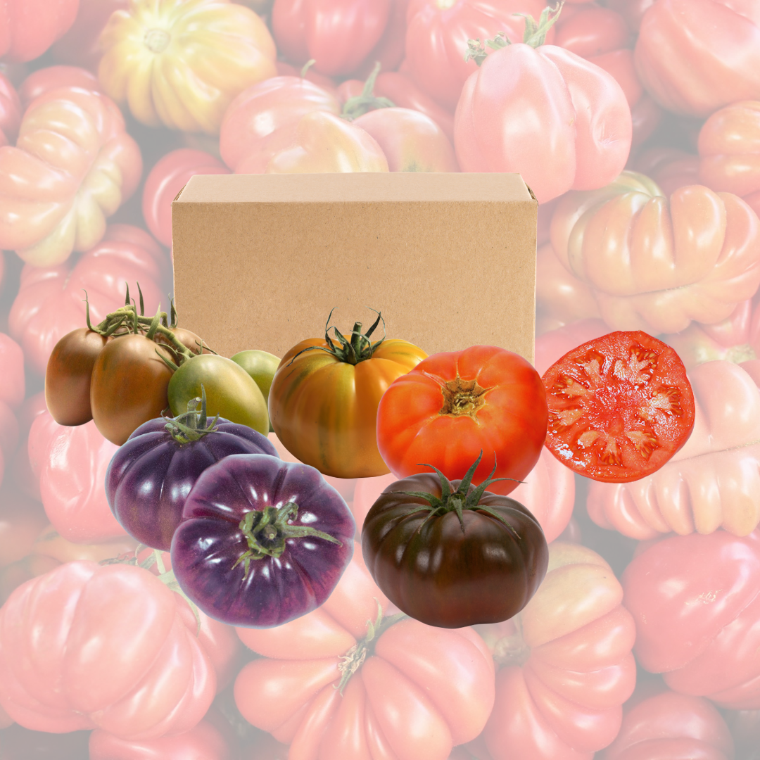 Caja de Tomate Especialidad – 5 kg